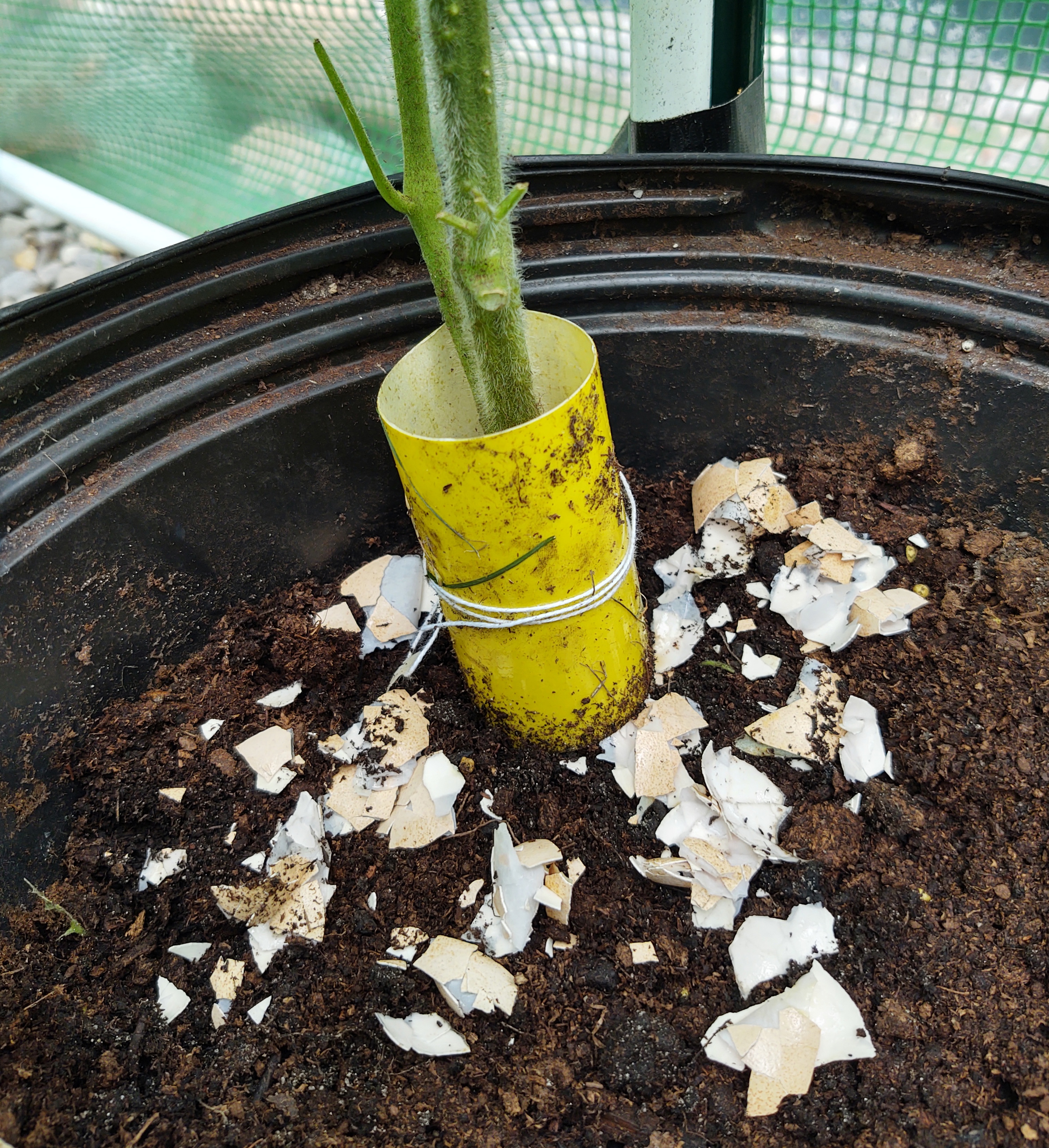 Sticky bands and crushed egg shells